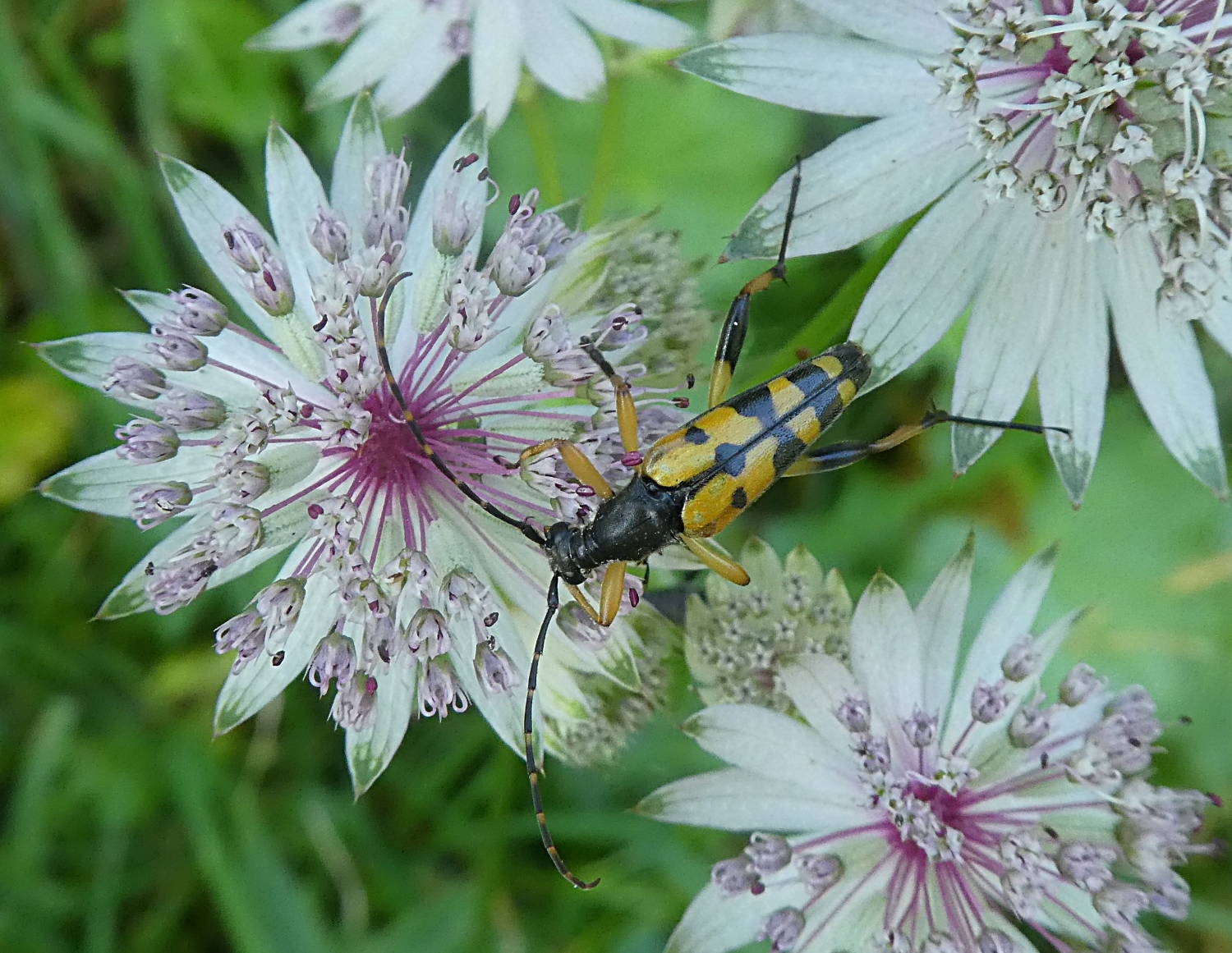 Cerambycidae: Rutpela maculata? S !